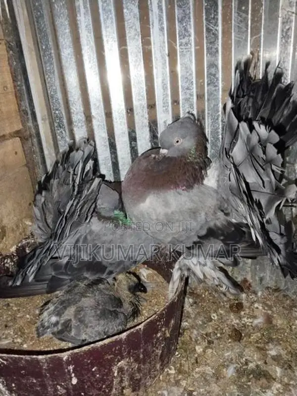 Pigeons