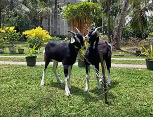 Male Goats