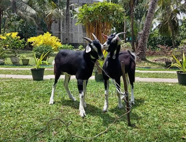Male Goats