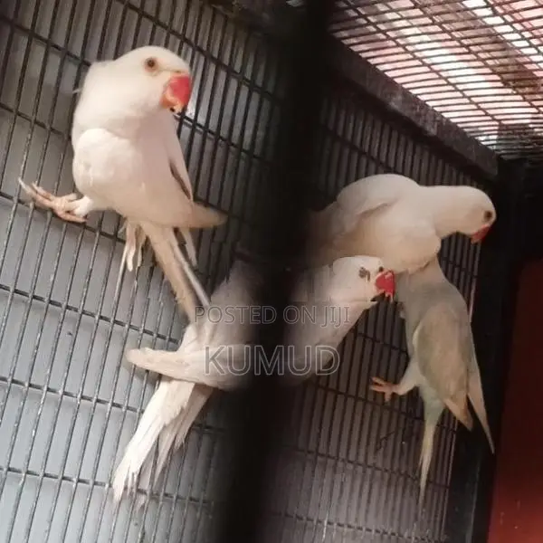 White Ringneck Birds