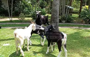 Male Goats