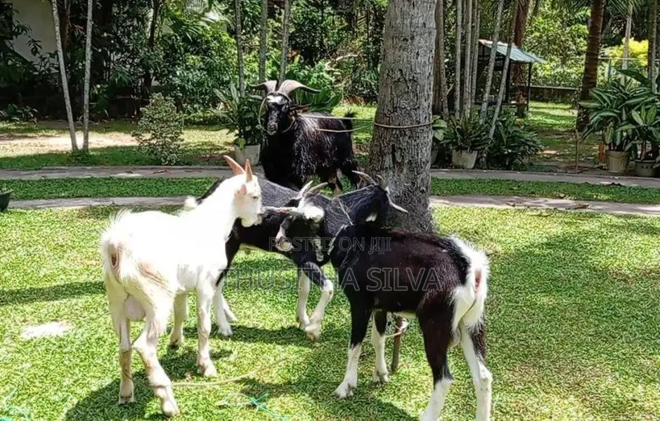 Male Goats