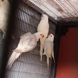 White Ringneck Birds