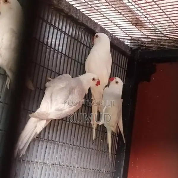 White Ringneck Birds