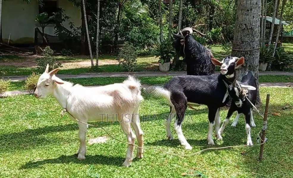 Male Goats