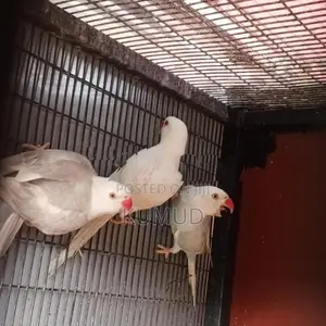 White Ringneck Birds
