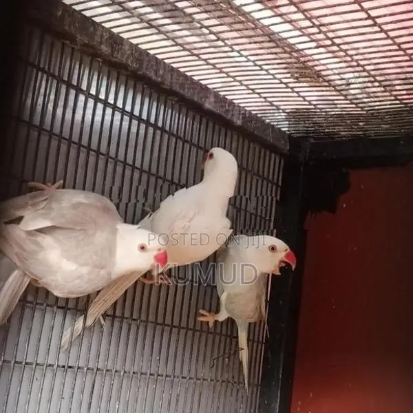 White Ringneck Birds