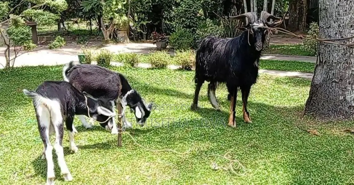 Male Goats