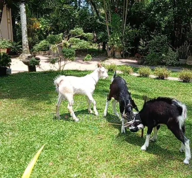 Male Goats