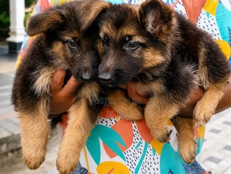 German Shepherds Puppies