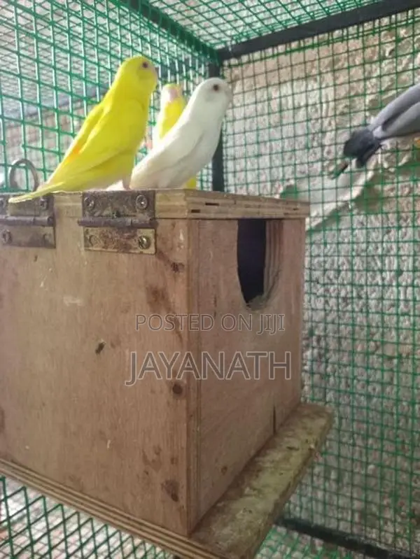 Budgerigar bird