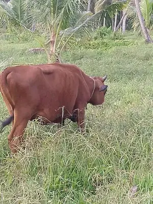 Farm Cow