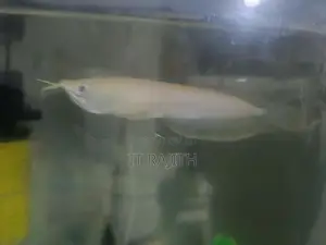 Arowana Fish