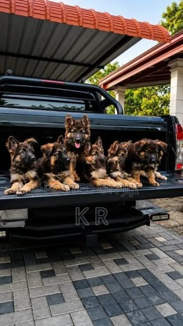 German Shepherds Puppies