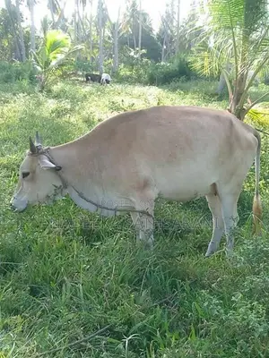 Farm Cow