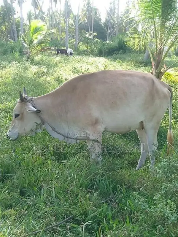 Farm Cow
