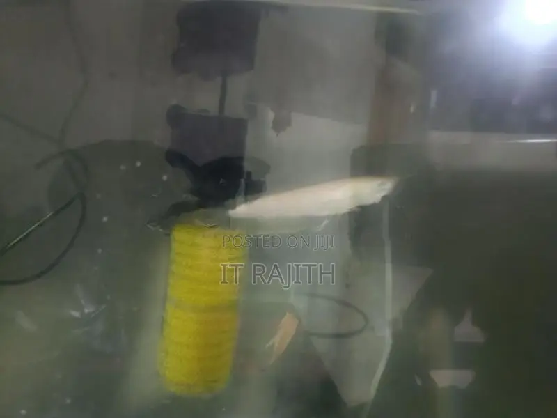 Arowana Fish