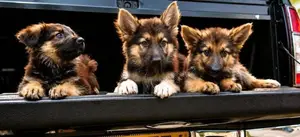 German Shepherds Puppies