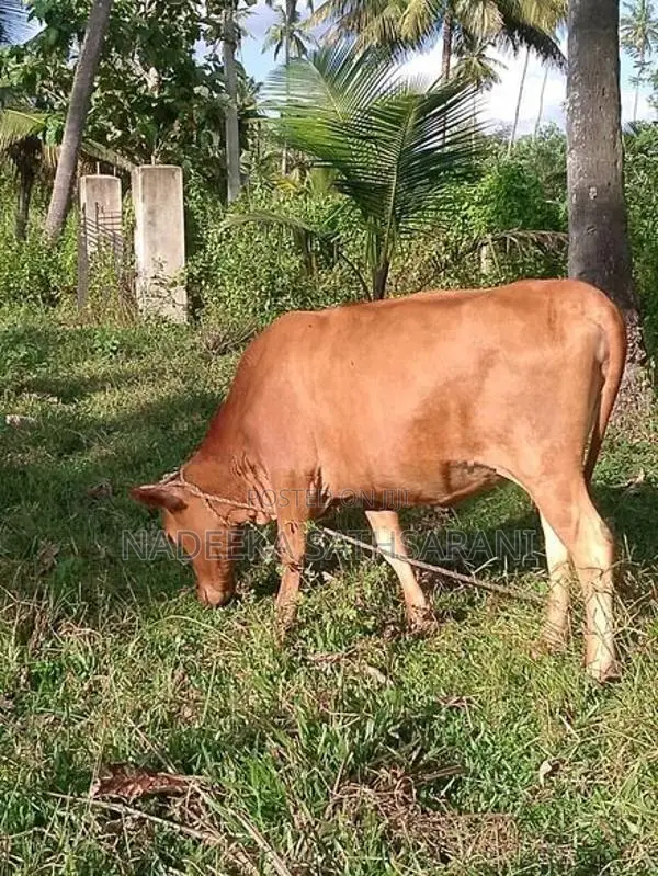 Farm Cow