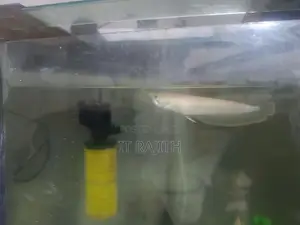Arowana Fish
