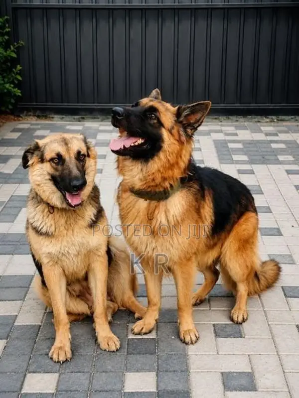 German Shepherds Puppies