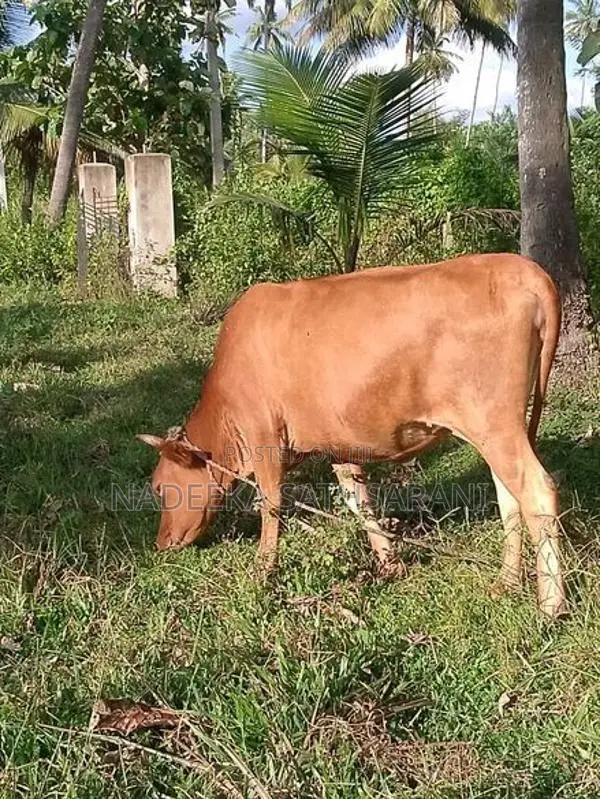 Farm Cow