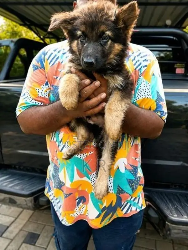 German Shepherds Puppies