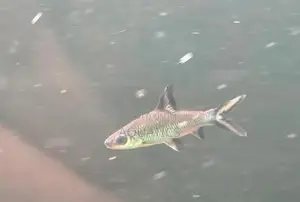 Silver Shark