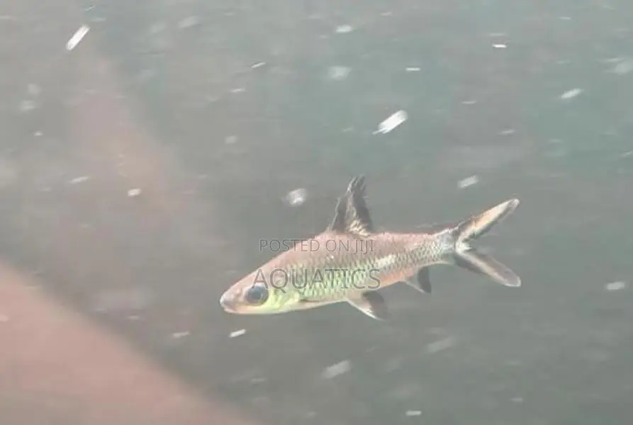 Silver Shark