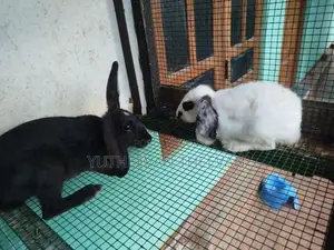 Rabbit