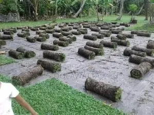 quality malaysian grass