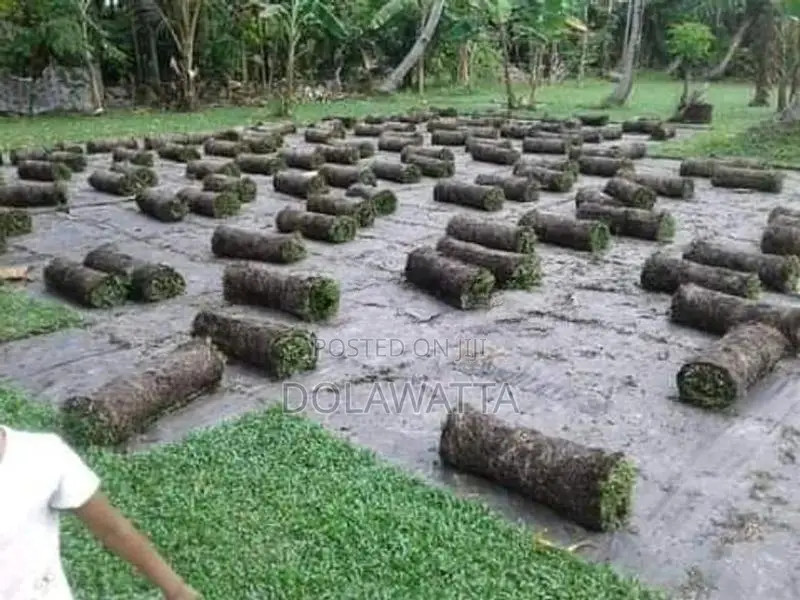 quality malaysian grass