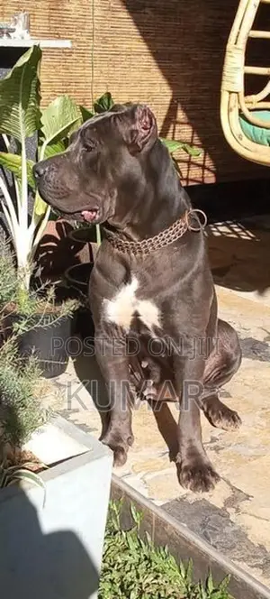 Cane Corso Puppy