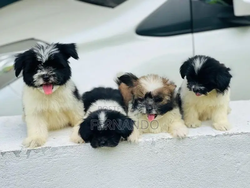 Shihtzu Puppies