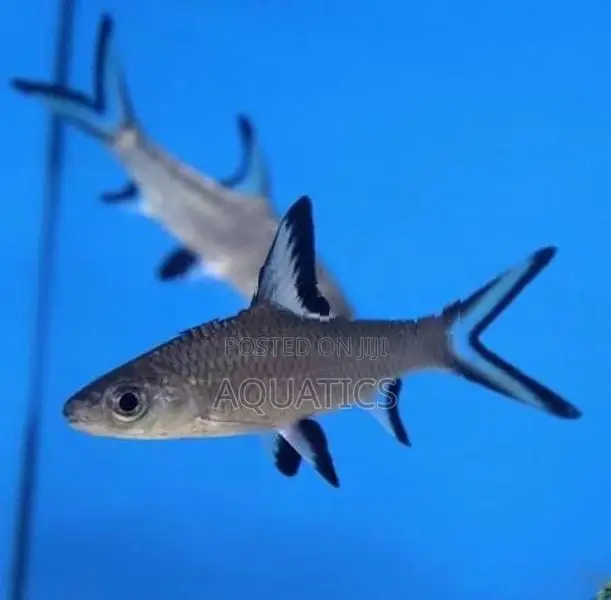 Silver Shark