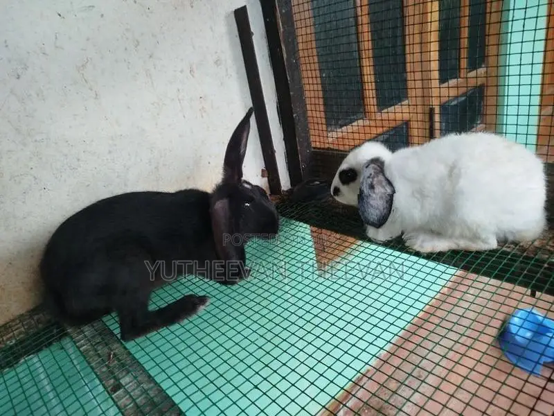 Rabbit