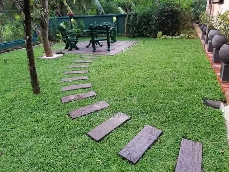quality malaysian grass