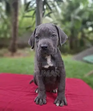 Cane Corso Puppy