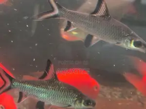 Silver Shark