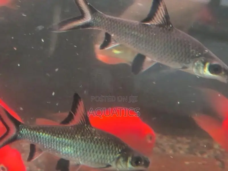Silver Shark