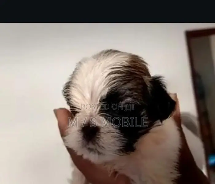 mini shihtzu puppy