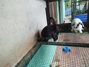 Rabbit