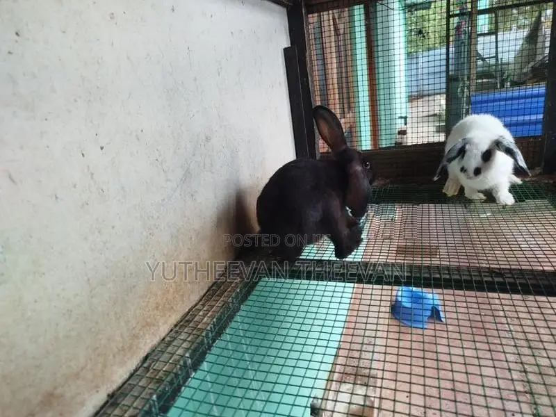 Rabbit