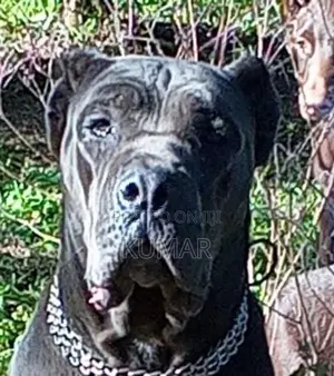 Cane Corso Puppy