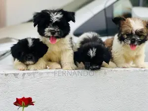 Shihtzu Puppies