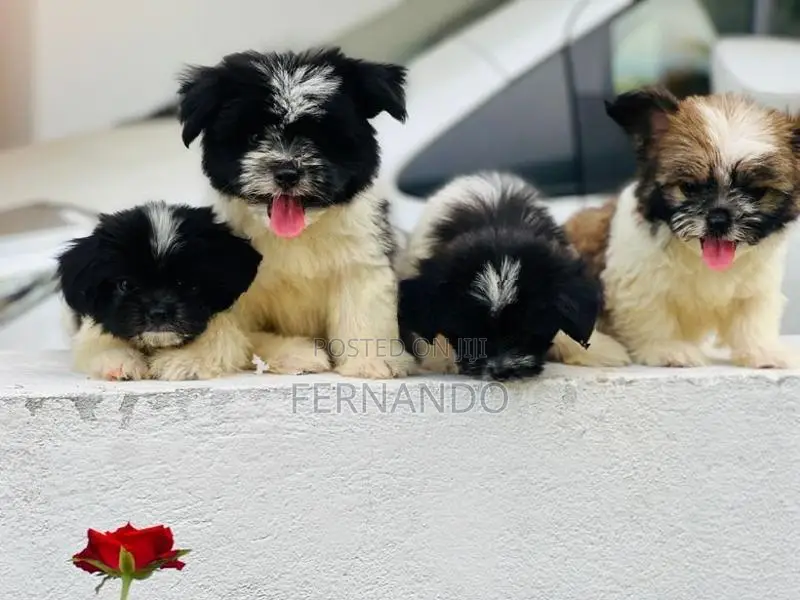 Shihtzu Puppies