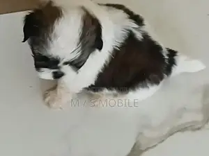 mini shihtzu puppy