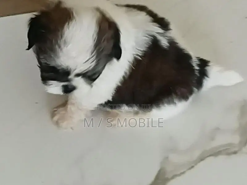 mini shihtzu puppy