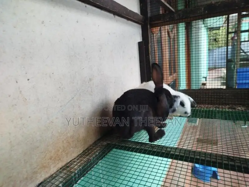 Rabbit
