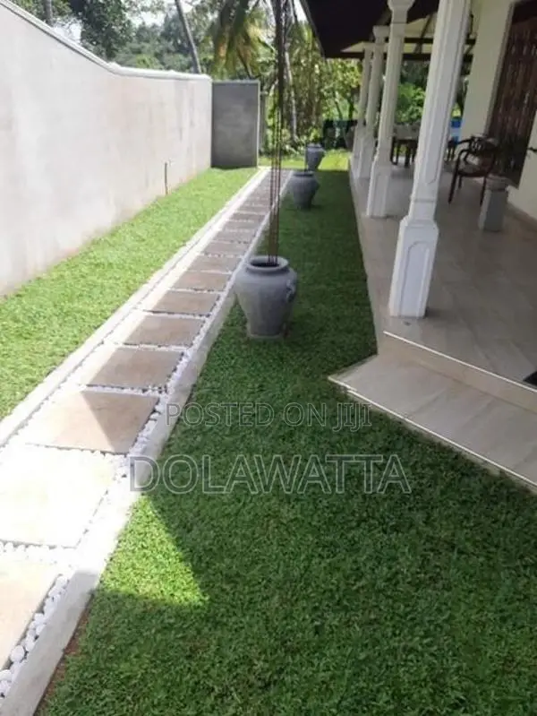 quality malaysian grass